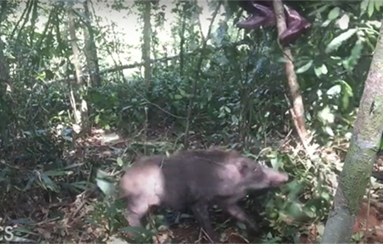 Wild boar briefly trees WCS conservationist after the rescue CREDIT: WCS Cambodia